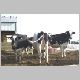 cow-b.jpg