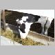 cow-e.jpg