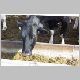 cow-f.jpg