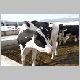 cow-g.jpg
