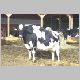 cow-h.jpg