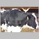 cow-i.jpg