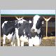 cow-j.jpg