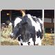 cow-k.jpg