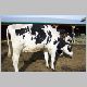 cow-l.jpg