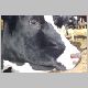 cow-n.jpg