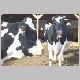 cow-o.jpg