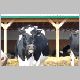 cow-p.jpg