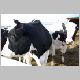 cow-q.jpg