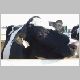 cow-s.jpg