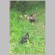 chickens2.jpg