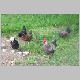 chickens.jpg