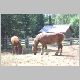 horse2.jpg
