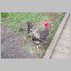 rooster.jpg