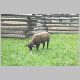 sheep2.jpg