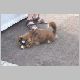 fringe-dog.jpg