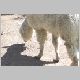 zoo-05-f.jpg