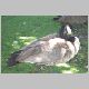 zoo-jul505-a.jpg