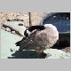 zoo-jul505-d.jpg