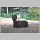 zoo-jul505-g.jpg