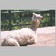 zoo-print-jul2705-011.jpg