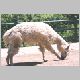 zoo-print-jul2705-012.jpg