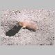 zoo-print-jul2705-016.jpg