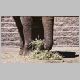 zoo-print-jul2705-3.jpg