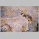 zoo-print-jul2705-6.jpg