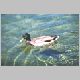 zoo-print-jul2705-9.jpg