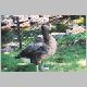 zoo-print-jul2805-010.jpg