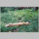 zoo-print-jul2805-01.jpg