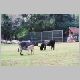 zoo-print-jul2805-02.jpg