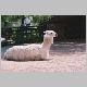 zoo-print-jul705-010.jpg