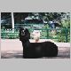 zoo-print-jul705-011.jpg