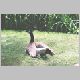 zoo-print-jul705-013.jpg