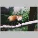 zoo-print-jul705-015.jpg
