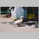 zoo-print-jul705-04.jpg